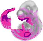 mouse atlas EMAGE spatial in situ gene expression database None