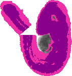 mouse atlas EMAGE spatial in situ gene expression database None