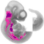 mouse atlas EMAGE spatial in situ gene expression database None