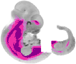 mouse atlas EMAGE spatial in situ gene expression database None