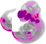 mouse atlas EMAGE spatial in situ gene expression database None