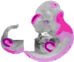 mouse atlas EMAGE spatial in situ gene expression database None