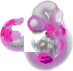 mouse atlas EMAGE spatial in situ gene expression database None