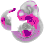 mouse atlas EMAGE spatial in situ gene expression database None