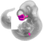 mouse atlas EMAGE spatial in situ gene expression database None