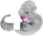 mouse atlas EMAGE spatial in situ gene expression database None