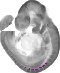 mouse atlas EMAGE spatial in situ gene expression database None