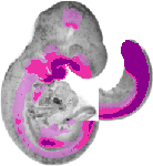 mouse atlas EMAGE spatial in situ gene expression database None
