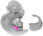 mouse atlas EMAGE spatial in situ gene expression database None