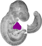 mouse atlas EMAGE spatial in situ gene expression database None