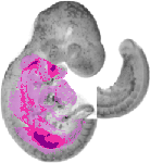 mouse atlas EMAGE spatial in situ gene expression database None