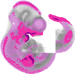 mouse atlas EMAGE spatial in situ gene expression database None