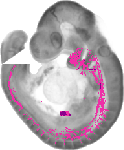 mouse atlas EMAGE spatial in situ gene expression database None