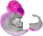 mouse atlas EMAGE spatial in situ gene expression database None