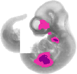 mouse atlas EMAGE spatial in situ gene expression database None