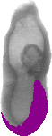 mouse atlas EMAGE spatial in situ gene expression database None