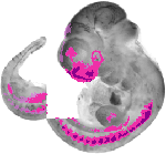 mouse atlas EMAGE spatial in situ gene expression database None