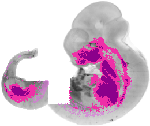 mouse atlas EMAGE spatial in situ gene expression database None