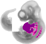 mouse atlas EMAGE spatial in situ gene expression database None