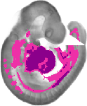 mouse atlas EMAGE spatial in situ gene expression database None