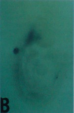 EMAGE:5128