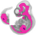 mouse atlas EMAGE spatial in situ gene expression database None