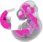 mouse atlas EMAGE spatial in situ gene expression database None