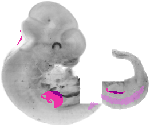 mouse atlas EMAGE spatial in situ gene expression database None