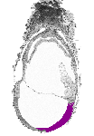 mouse atlas EMAGE spatial in situ gene expression database None