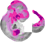 mouse atlas EMAGE spatial in situ gene expression database None