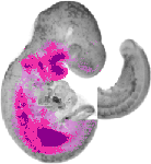 mouse atlas EMAGE spatial in situ gene expression database None