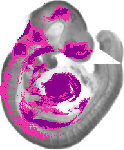 mouse atlas EMAGE spatial in situ gene expression database None