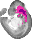 mouse atlas EMAGE spatial in situ gene expression database None