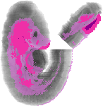 mouse atlas EMAGE spatial in situ gene expression database None