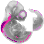 mouse atlas EMAGE spatial in situ gene expression database None