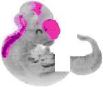 mouse atlas EMAGE spatial in situ gene expression database None
