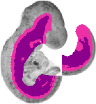 mouse atlas EMAGE spatial in situ gene expression database None