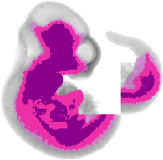 mouse atlas EMAGE spatial in situ gene expression database None