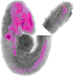 mouse atlas EMAGE spatial in situ gene expression database None