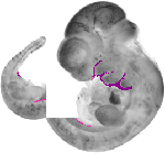 mouse atlas EMAGE spatial in situ gene expression database None
