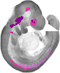 mouse atlas EMAGE spatial in situ gene expression database None