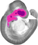mouse atlas EMAGE spatial in situ gene expression database None