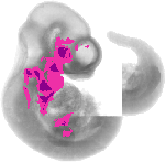 mouse atlas EMAGE spatial in situ gene expression database None