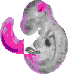 mouse atlas EMAGE spatial in situ gene expression database None