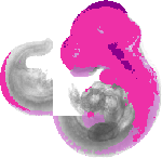 mouse atlas EMAGE spatial in situ gene expression database None