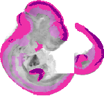 mouse atlas EMAGE spatial in situ gene expression database None