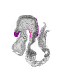 mouse atlas EMAGE spatial in situ gene expression database None