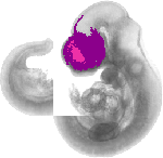 mouse atlas EMAGE spatial in situ gene expression database None
