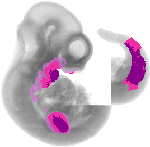 mouse atlas EMAGE spatial in situ gene expression database None