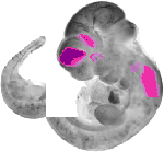 mouse atlas EMAGE spatial in situ gene expression database None